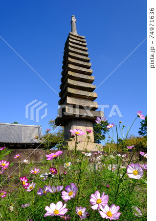 古都奈良の般若寺の十三重石塔とコスモス 古都奈良の般若寺の十三重石塔とコスモス 74971636