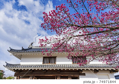 白石城 大手二ノ御門と梅の花　宮城県白石市 74971844