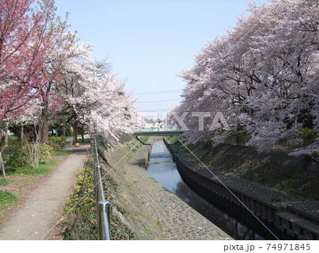 桜が咲く春の善福寺川緑地（神通橋付近） 74971845