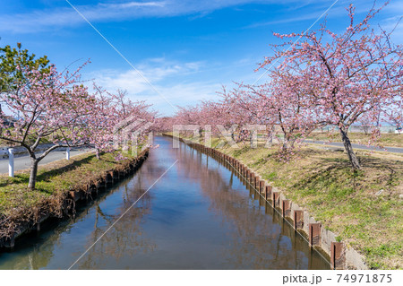 三重県松阪市　水路沿いに咲く笠松河津桜ロード 74971875