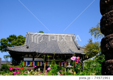 古都奈良の般若寺のコスモスと本堂 74971961