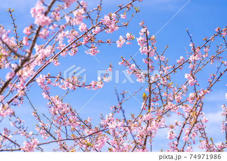 三重県松阪市　青空の映える笠松河津桜の枝 74971986