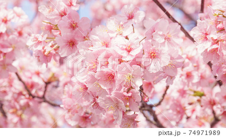 河津桜　アップ 74971989