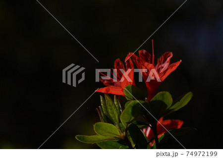 ツツジ（赤） 74972199