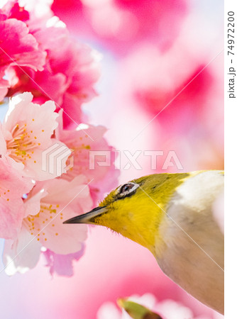 花 フラワー お花 74972200