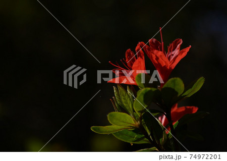 ツツジ（赤） 74972201