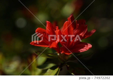 ツツジ（赤） 74972202