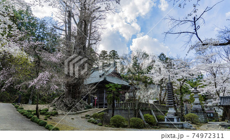観音堂と大銀杏をサクラが囲む境内/岩殿観音正法寺(埼玉県東松山市) 観音堂と大銀杏をサクラが囲む境内/岩殿観音正法寺(埼玉県東松山市) 74972311