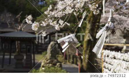 ぼかした常香炉と桜の枝に結んだ御仏籤/岩殿観音正法寺(埼玉県東松山市) ぼかした常香炉と桜の枝に結んだ御仏籤/岩殿観音正法寺(埼玉県東松山市) 74972312