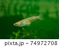 抱卵中の野生メダカのメス（ミナミメダカ） 74972708