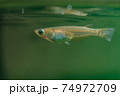 野生メダカ（ミナミメダカ） 74972709