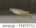 野生メダカのオス（キタノメダカ） 74972711