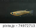 野生メダカ（キタノメダカ） 74972713