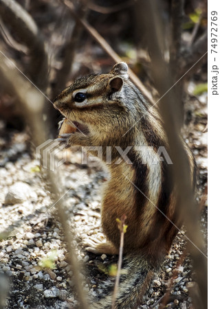 動物 生計 自然 74972769