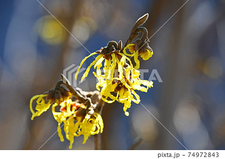 マンサク（満作） 74972843