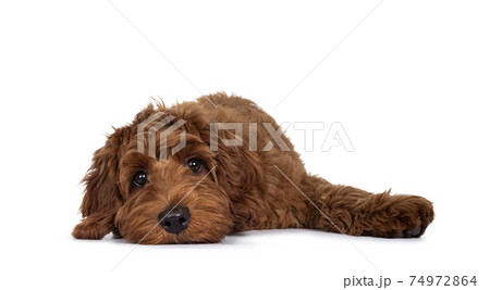 Red Cobberdog pup on white 74972864