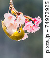 花 フラワー お花 74972925