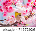 花 フラワー お花 74972926