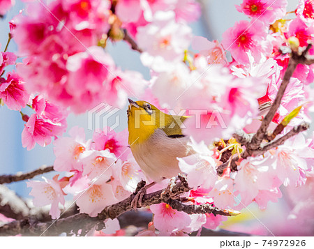 花 フラワー お花 74972926