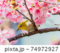 鳥 花 フラワー 74972927