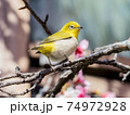 鳥 野鳥 バーディー 74972928