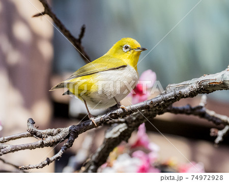 鳥 野鳥 バーディー 74972928