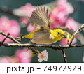 鳥 花 フラワー 74972929