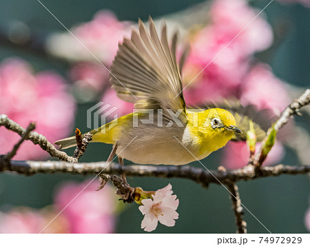 鳥 花 フラワー 74972929