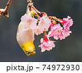 花 フラワー お花 74972930