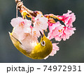 花 フラワー お花 74972931