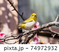 鳥 野鳥 メジロ 74972932