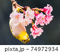 花 フラワー お花 74972934