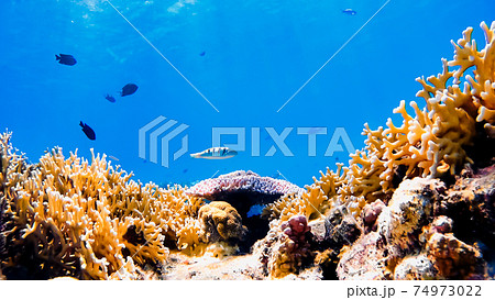 渡嘉敷島の水中写真 74973022