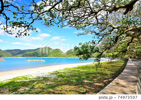 加計呂麻島　諸鈍の海とデイゴの木 74973507