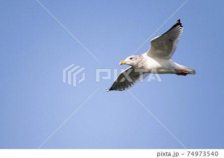大空を舞うかもめ　霞ヶ浦 74973540