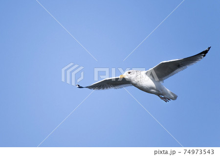 大空を舞うかもめ 霞ヶ浦 大空を舞うかもめ 霞ヶ浦 74973543