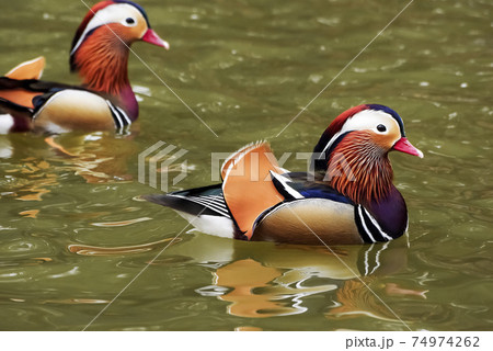おしどり 鳥 池 74974262