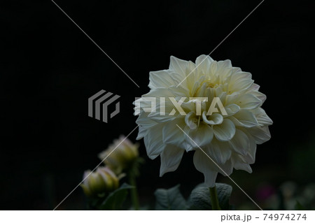 ダリア（クリーム） 74974274