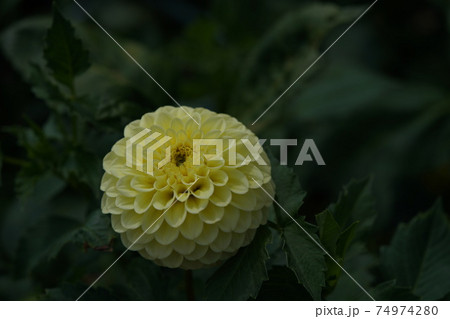 ダリア(クリーム) ダリア(クリーム) 74974280