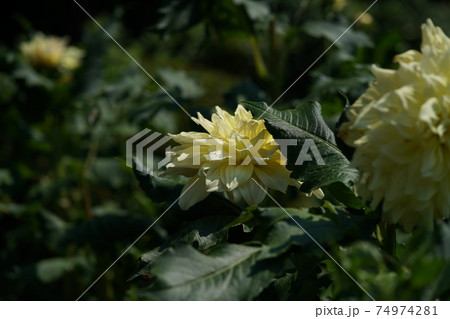 ダリア(クリーム) ダリア(クリーム) 74974281