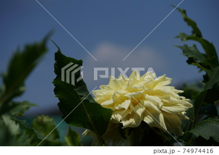 ダリア（薄クリーム） 74974416