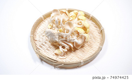 新鮮なたもぎ茸　白背景 74974425