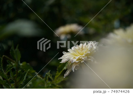 ダリア（薄クリーム） 74974426