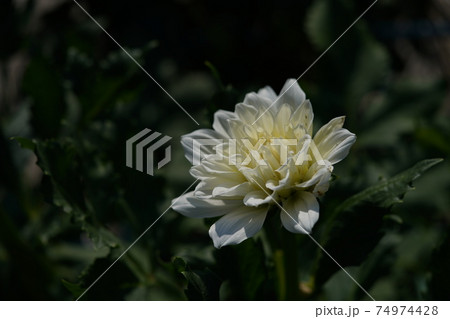 ダリア（薄クリーム） 74974428