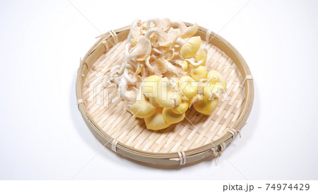 新鮮なたもぎ茸　白背景 74974429