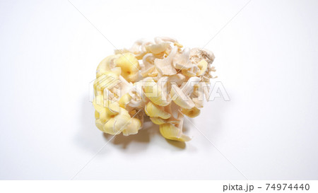 新鮮なたもぎ茸　白背景 74974440