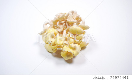 新鮮なたもぎ茸　白背景 74974441