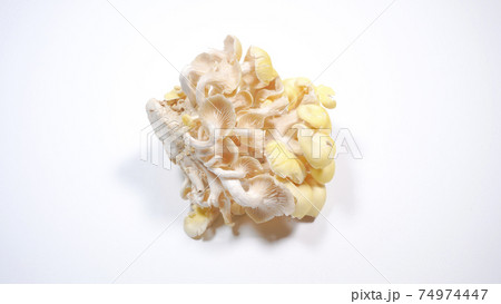 新鮮なたもぎ茸　白背景 74974447