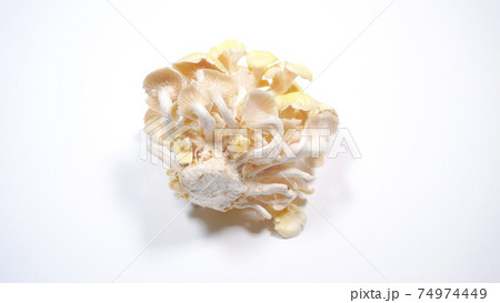 新鮮なたもぎ茸　白背景 74974449