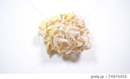 新鮮なたもぎ茸　白背景 74974450
